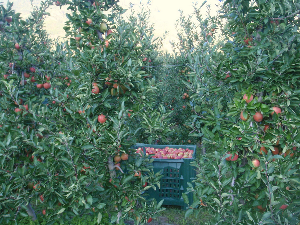 One loaded green apple box.